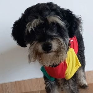 Perro con camiseta de Bob Marley